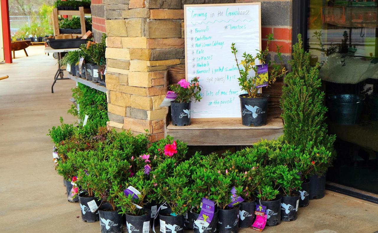 Plants for sale outside the store