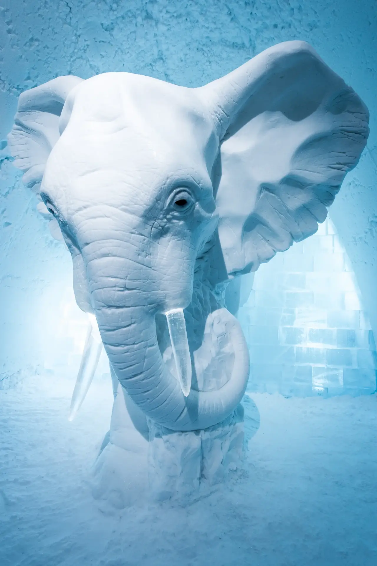 Elephant in the Room.