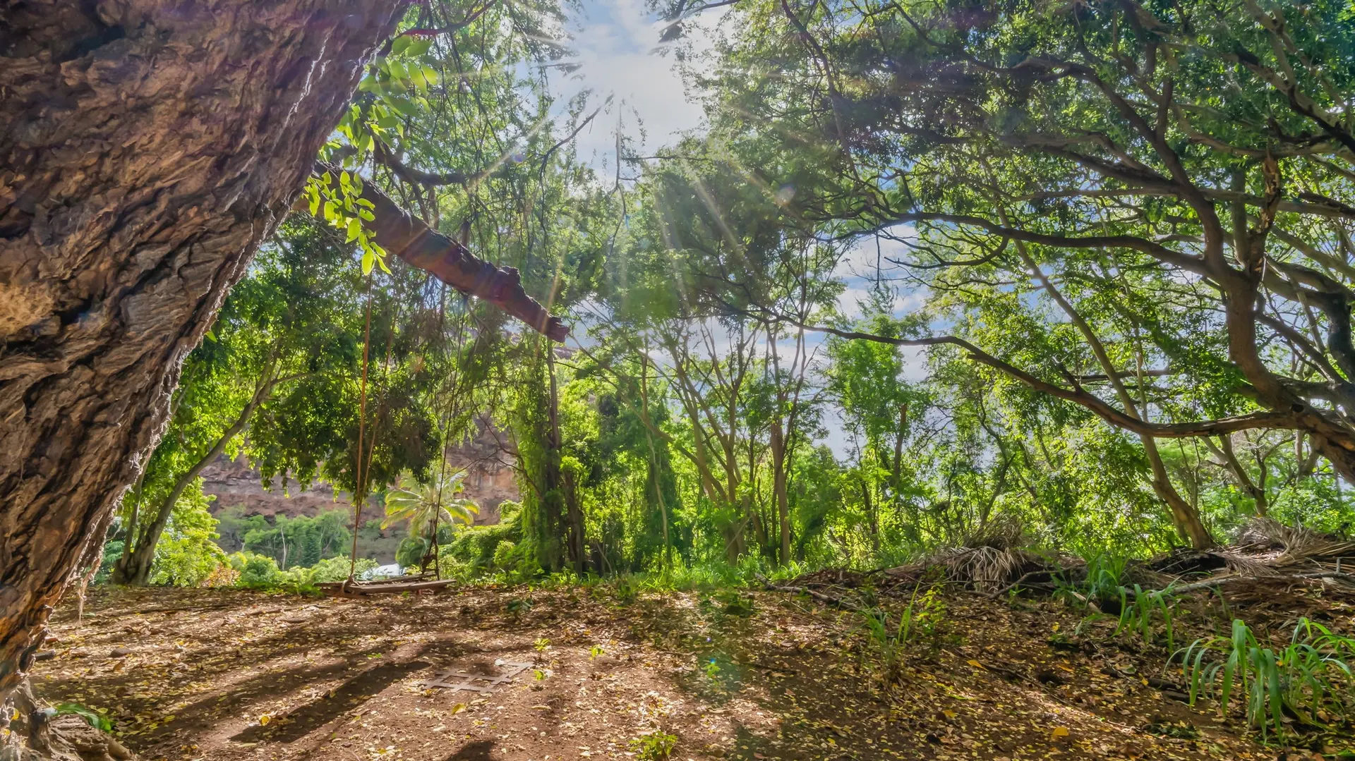 Nestled among the trees is a rope swing.