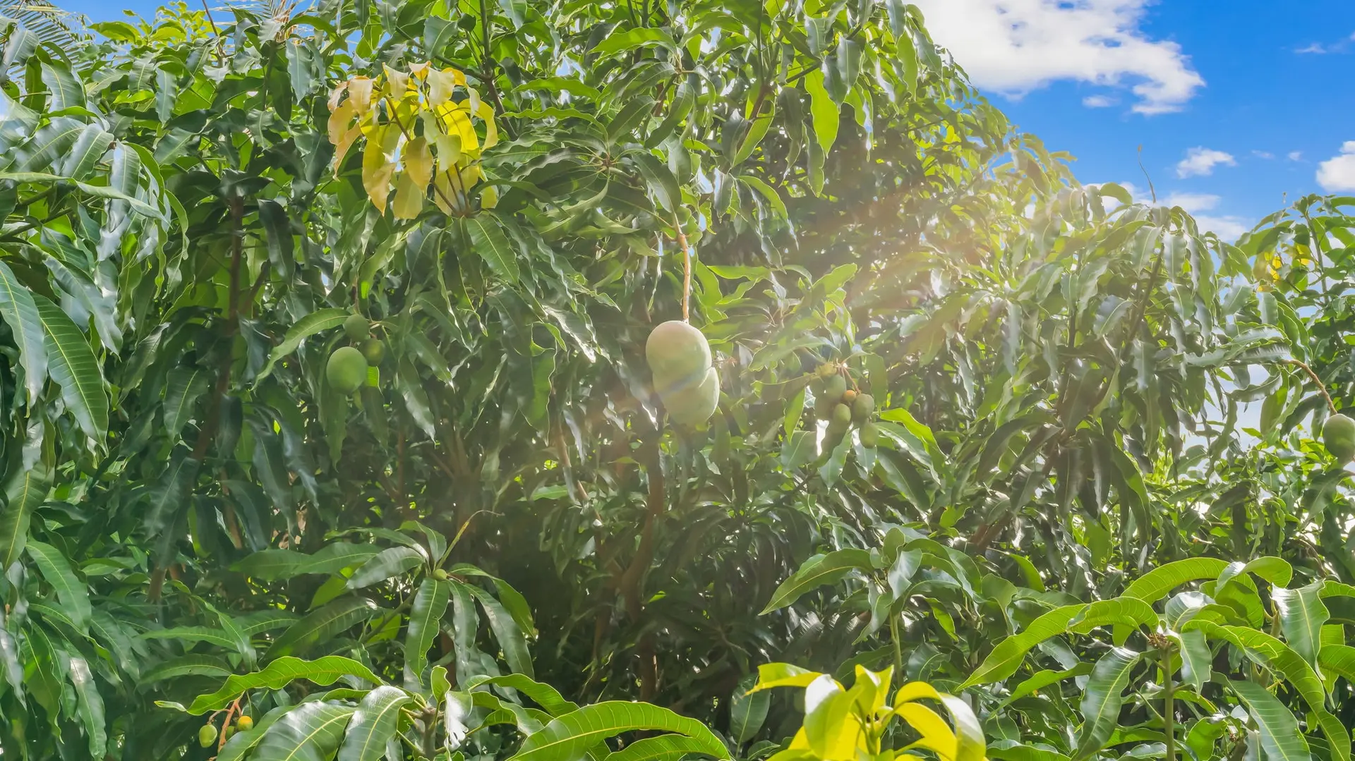 One of the fruit trees on the property.