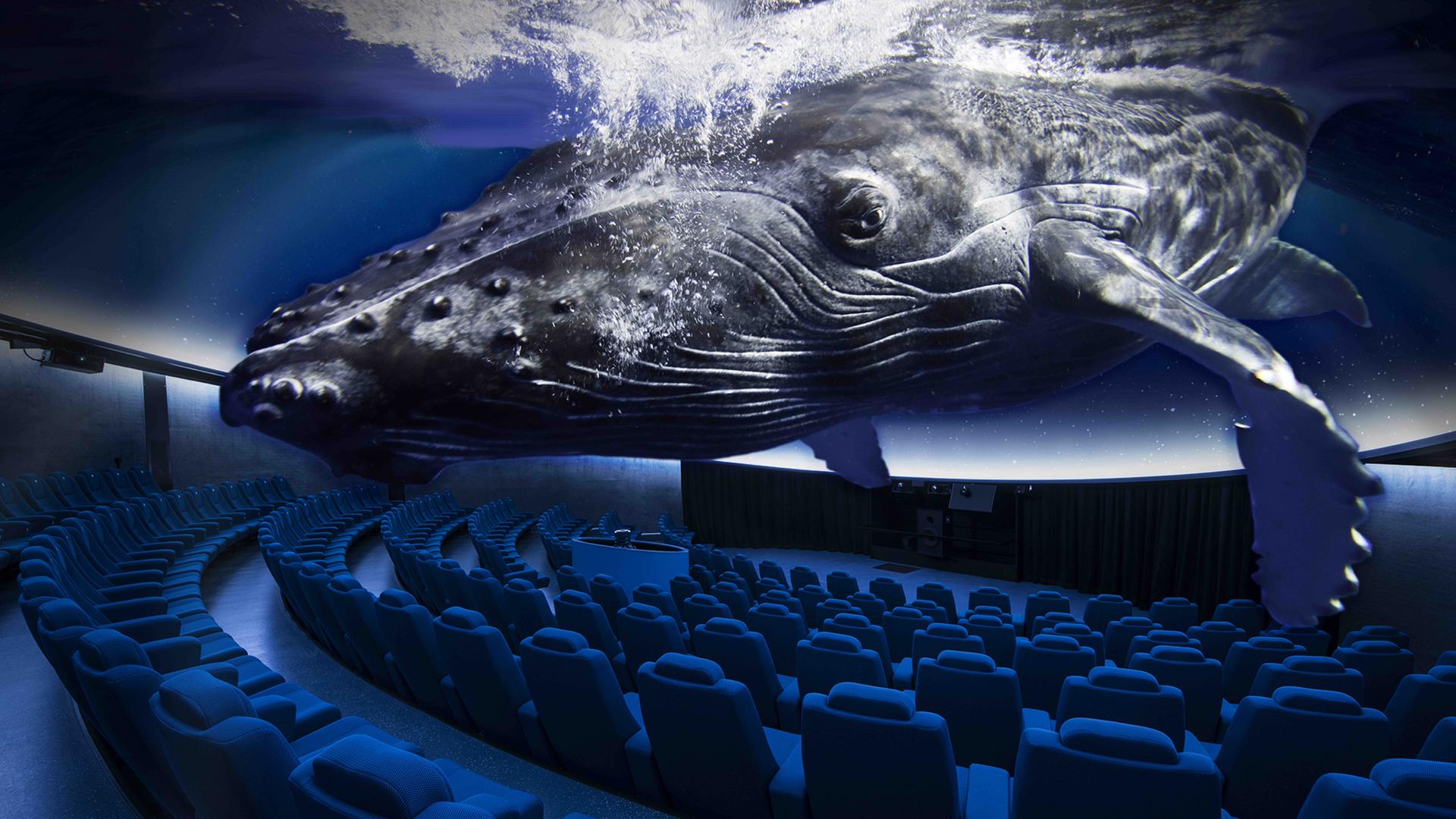 A Rendering of a Humpback Whale in the Theater.