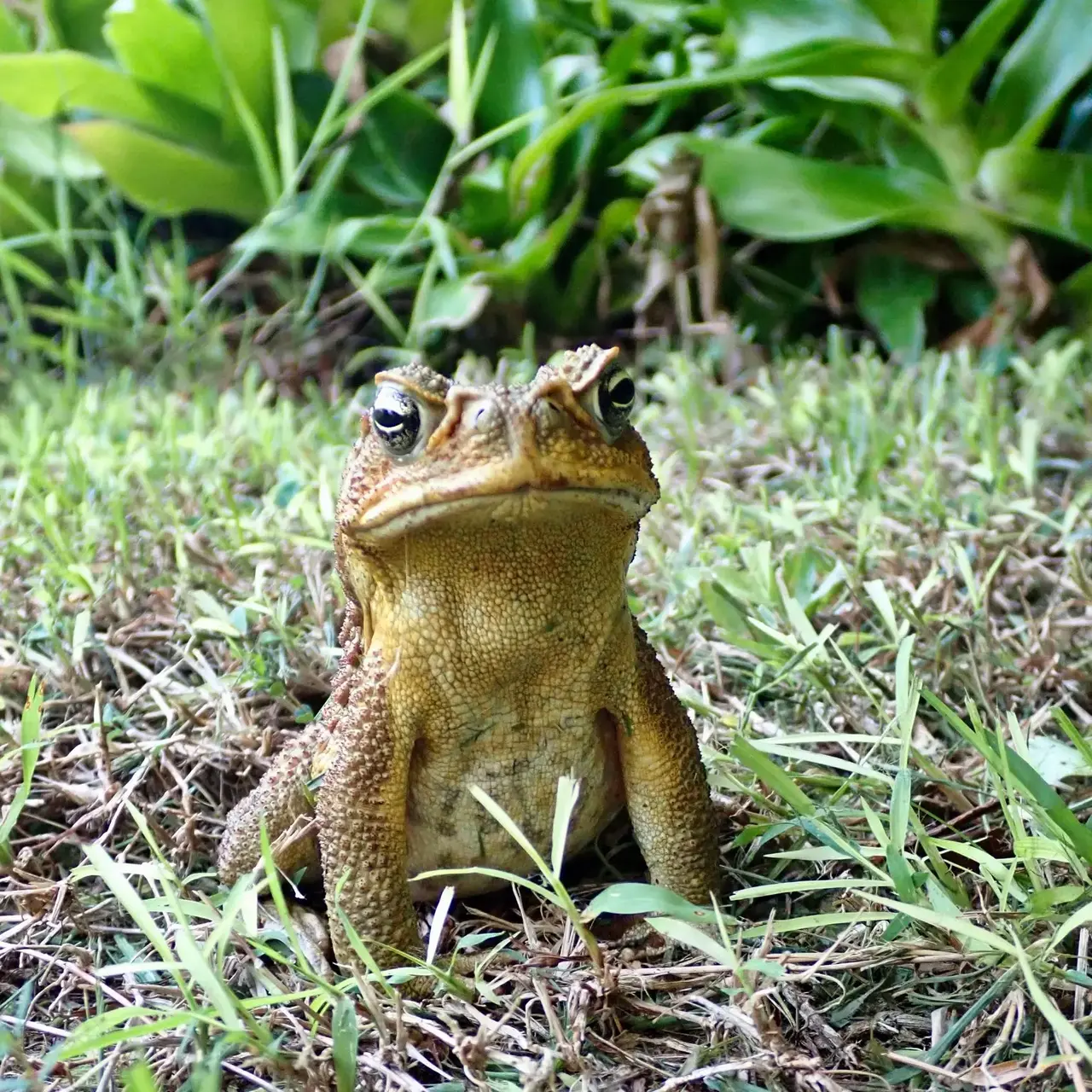 A Small Friend A Small Friend.