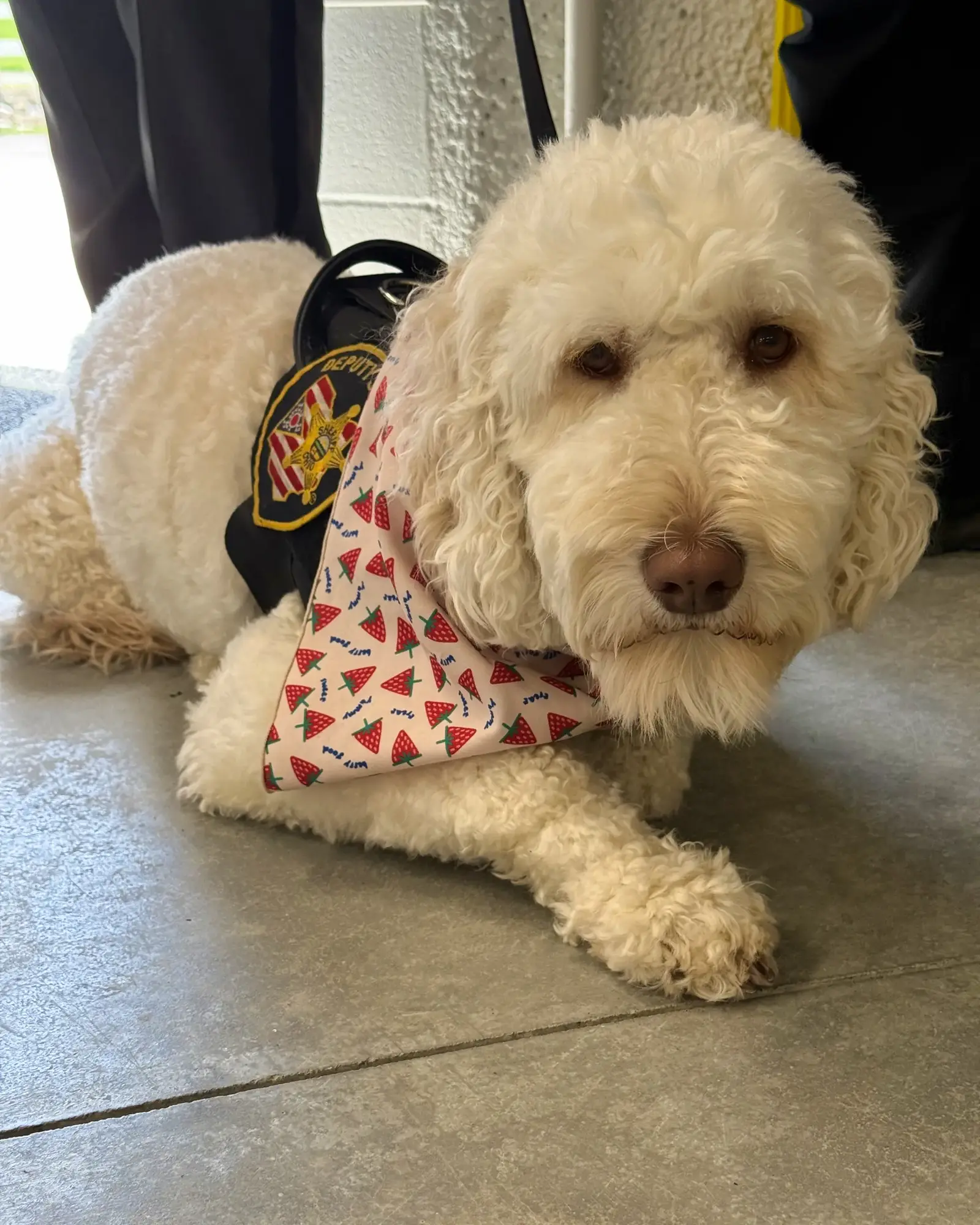 Cute, Curly Dog.