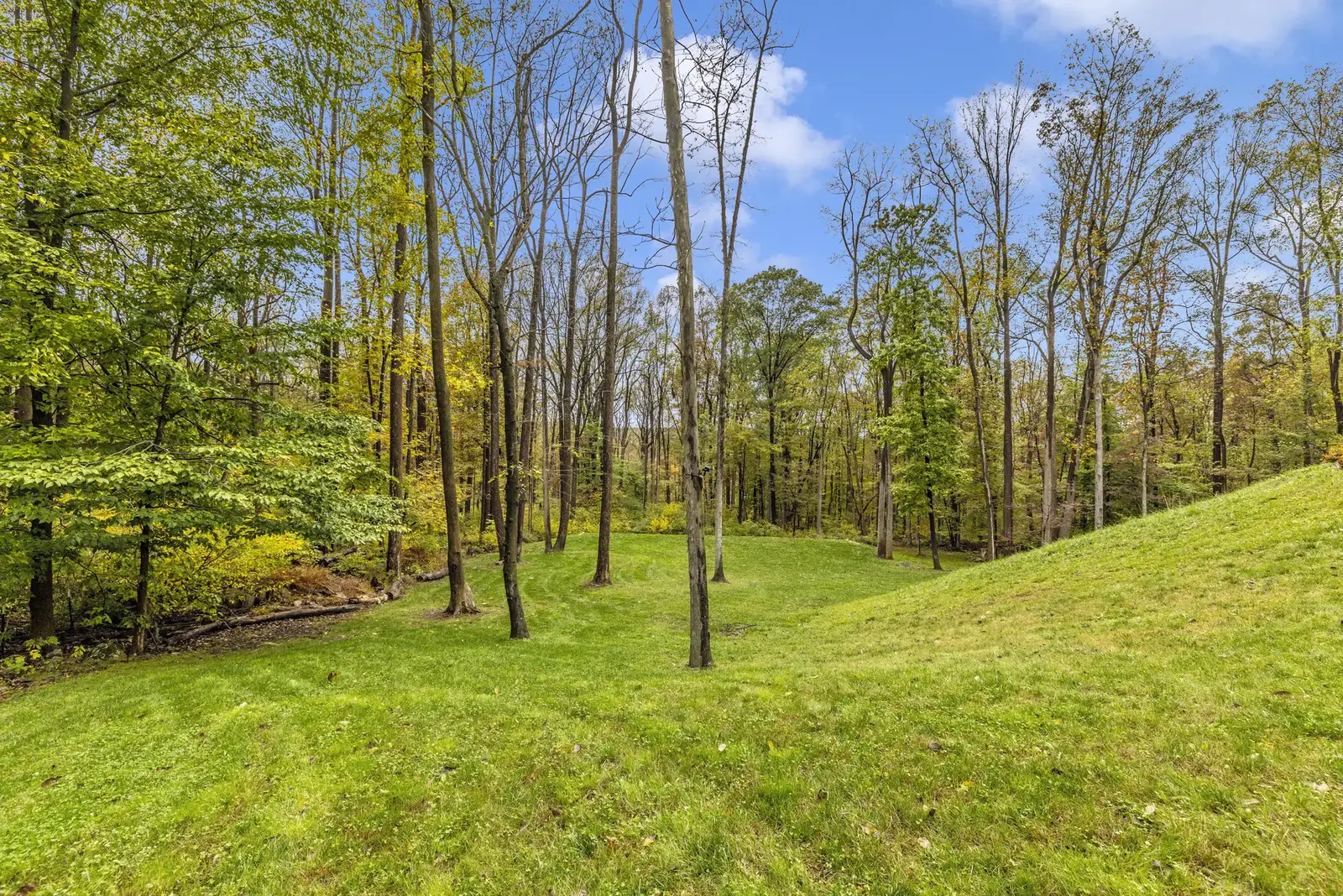 Wooded Backyard View Wooded Backyard View.
